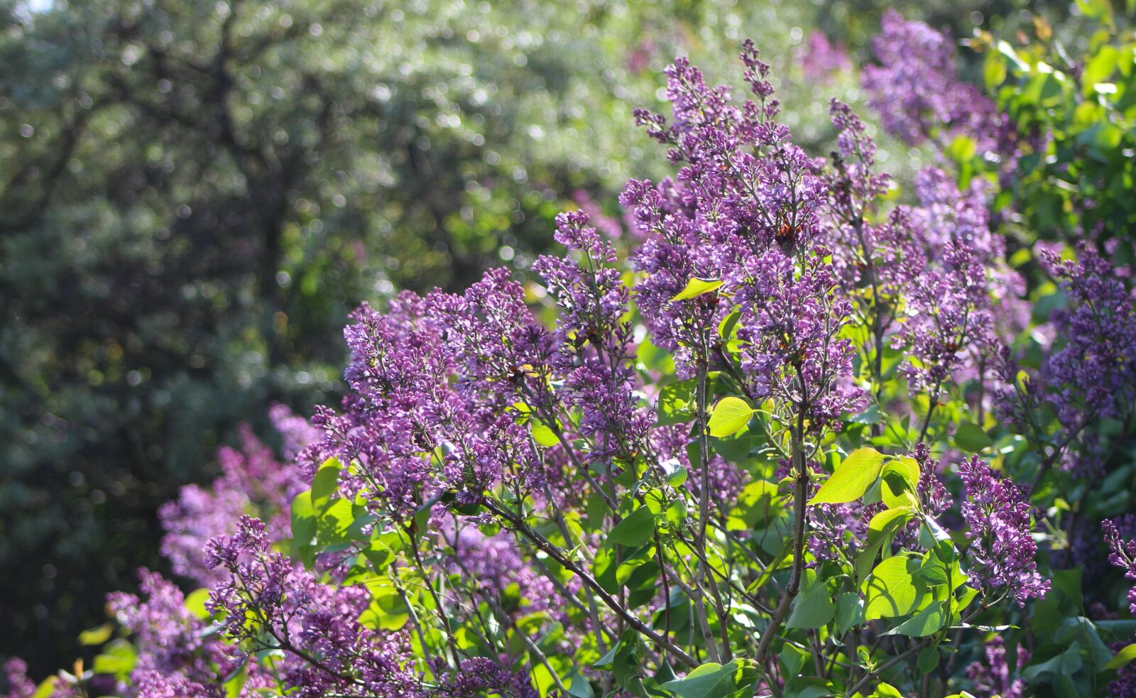 Canon EOS 4000D (EOS Rebel T100 / EOS 3000D) sample photo. Nature, plants, flourishing photography