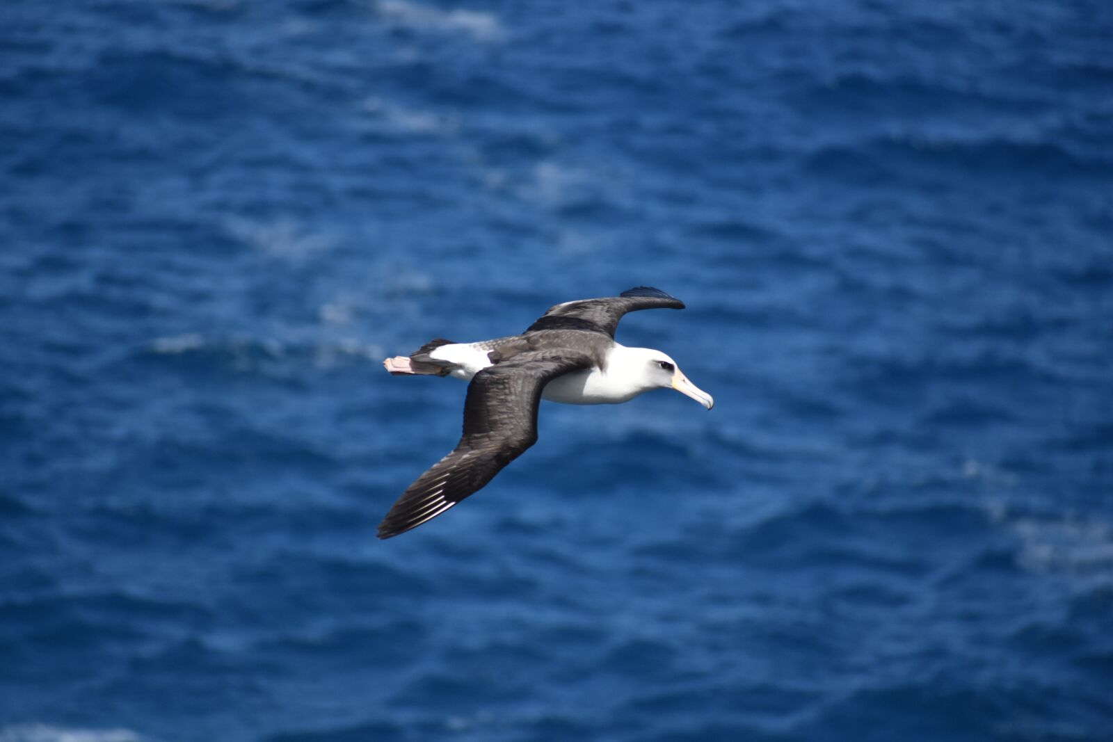 Nikon D3400 sample photo. Albatross, bird, birding photography