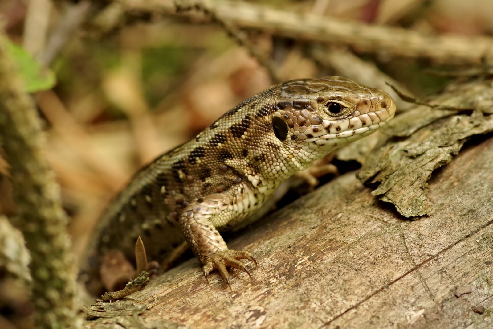 Pentax K-S2 sample photo. The lizard, gad, sand photography