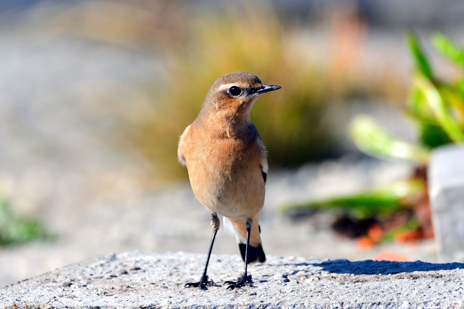 Nikon D500 sample photo. Wheatear, songbird, north sea photography