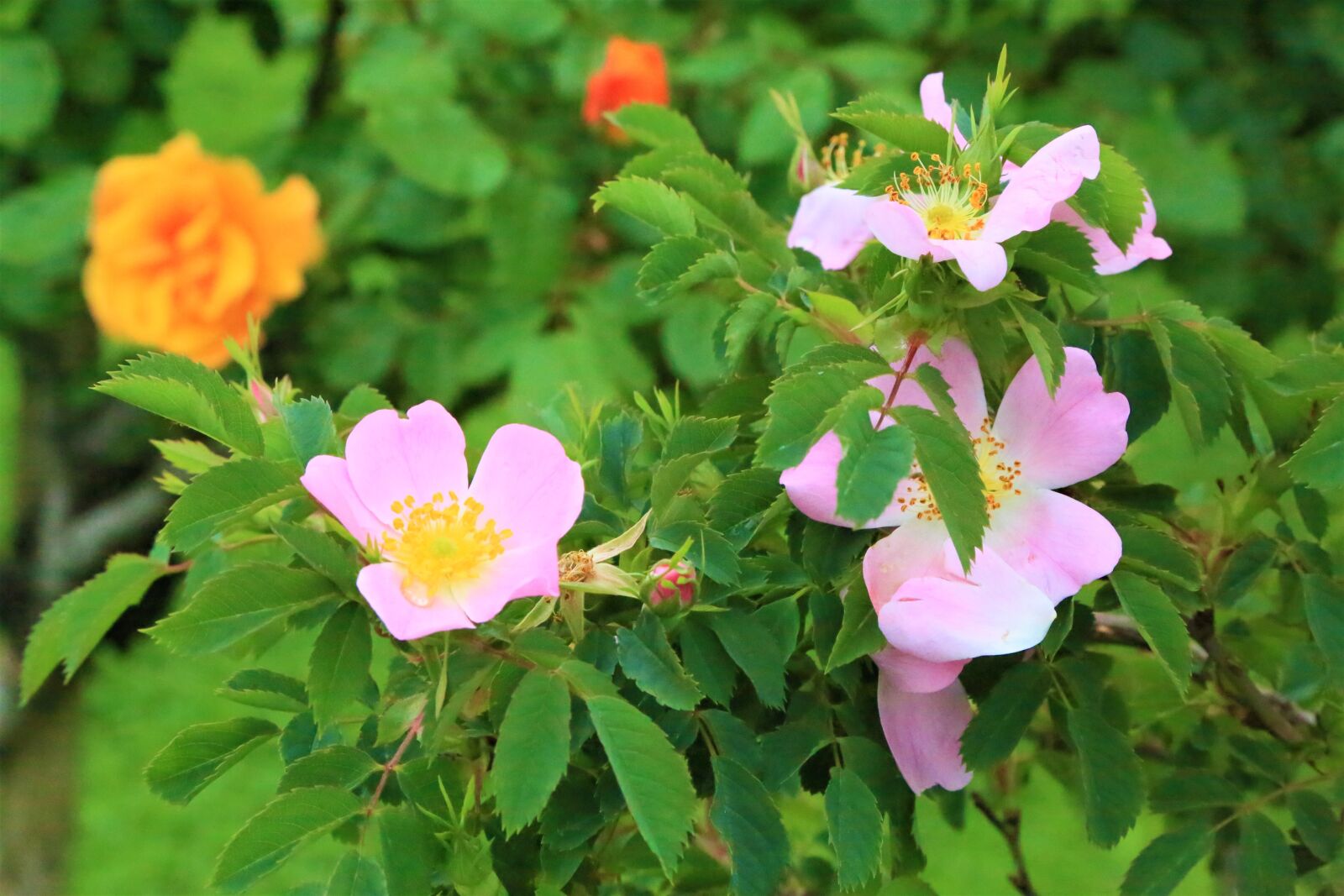 Canon EF 24-105mm F4L IS USM sample photo. Flower, bud, nature photography