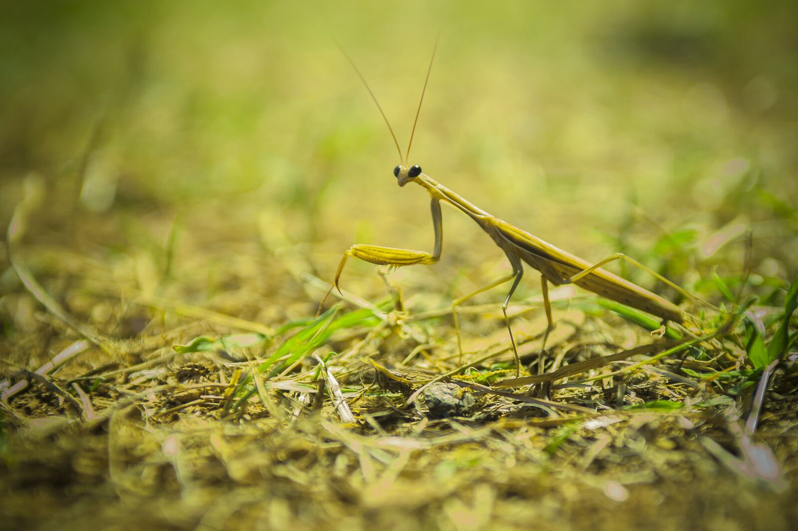 Nikon D700 sample photo. Praying mantis, insect, macro photography