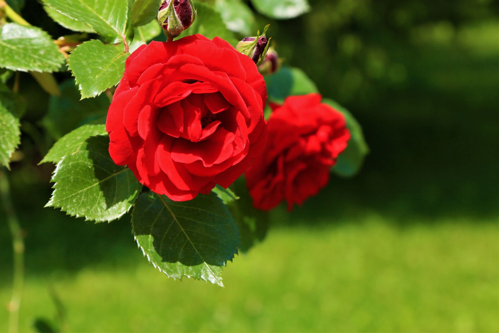Canon EF 24-105mm F4L IS USM sample photo. Rose, red, flower photography