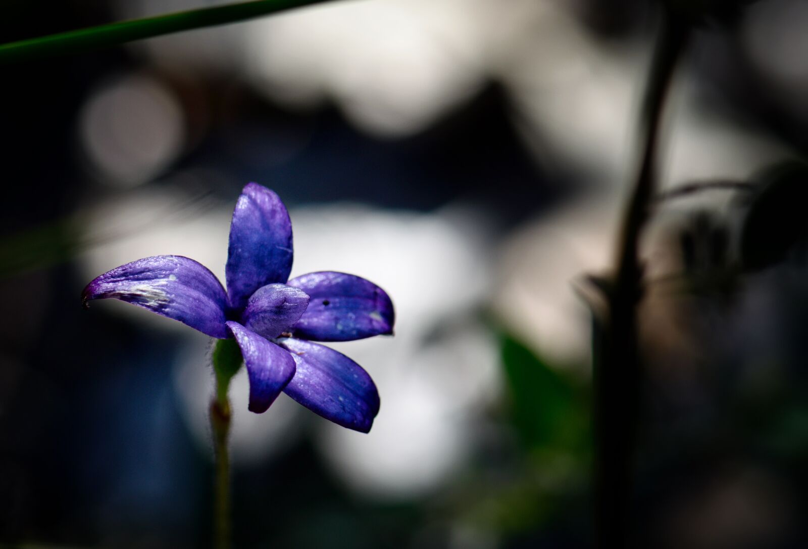Nikon D3300 sample photo. Wildflower, enamel orchid, australian photography