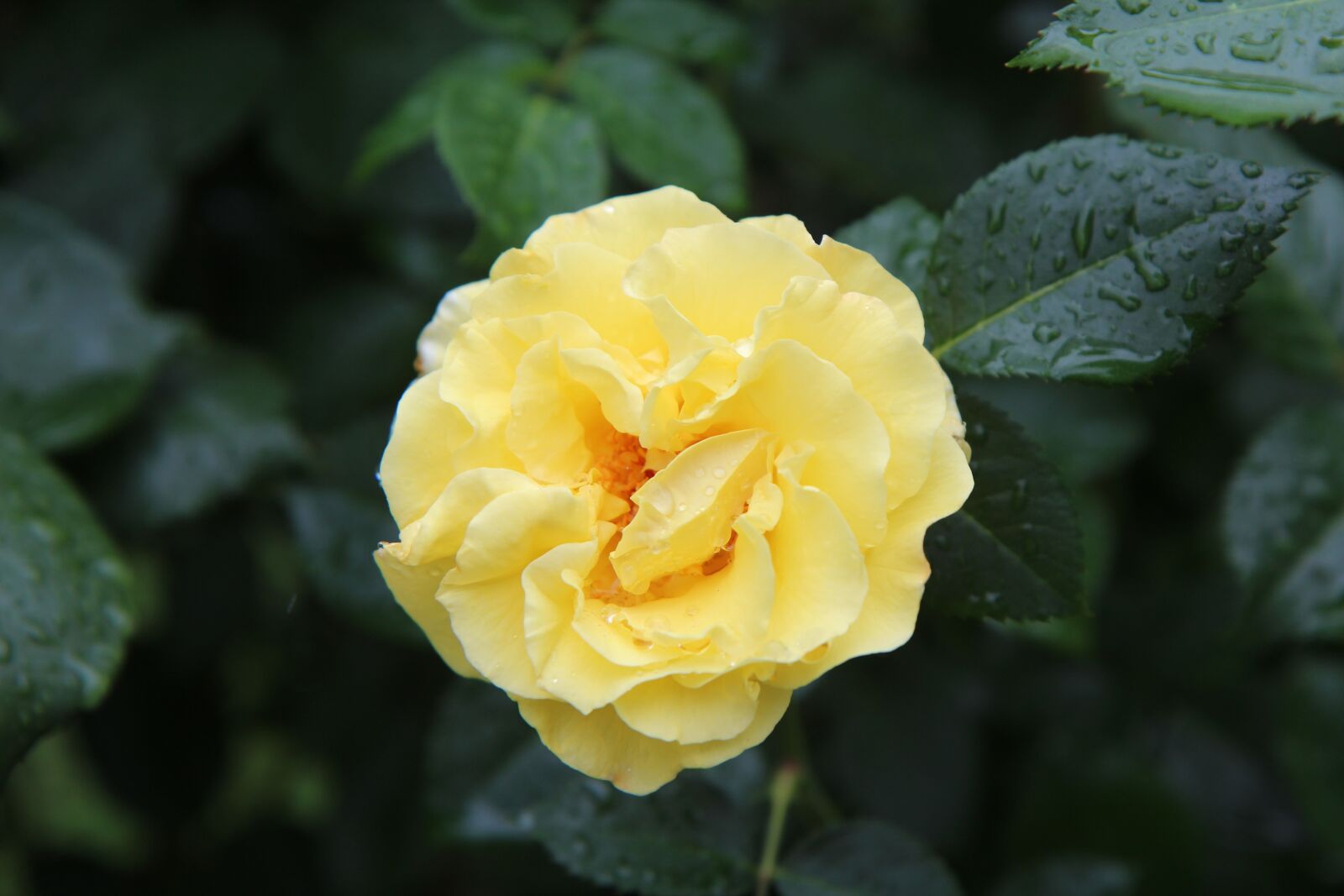 Canon EOS 600D (Rebel EOS T3i / EOS Kiss X5) sample photo. Yellow rose, rosebush, flowering photography