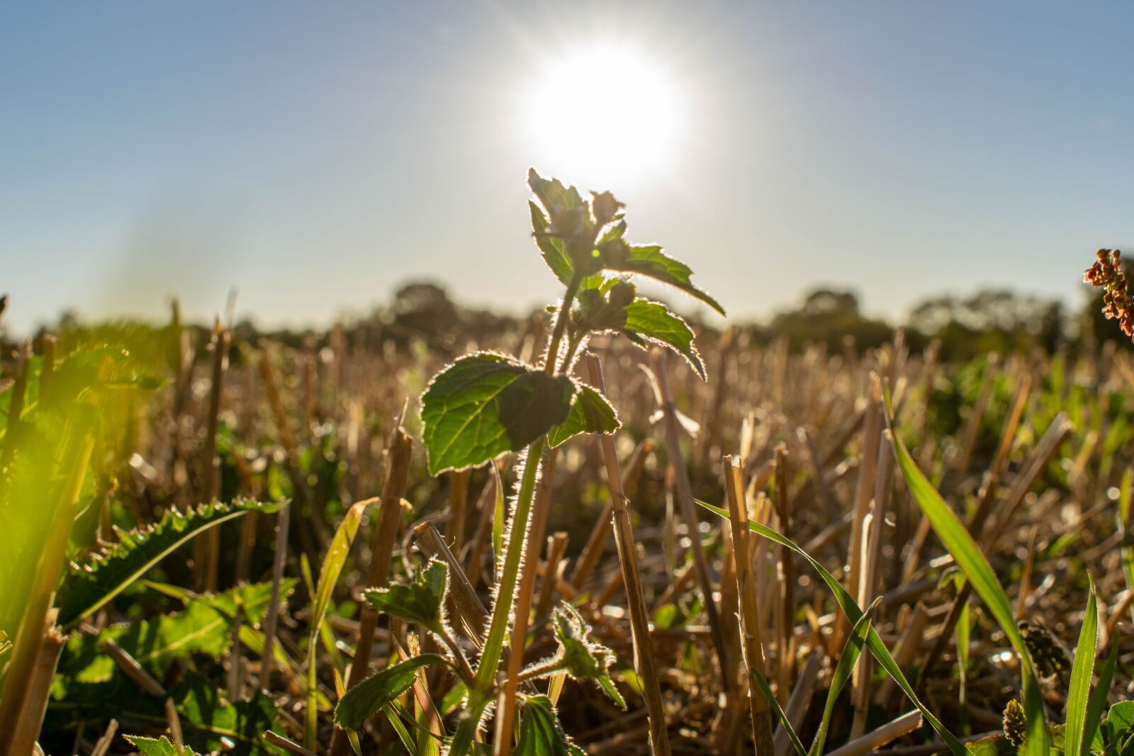 Nikon D5300 sample photo. Grass, plant, green photography