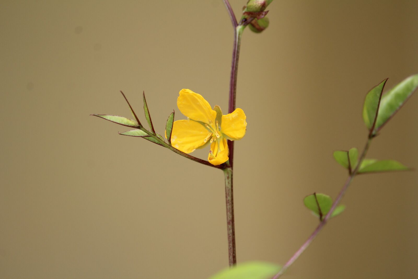 Canon EOS 1200D (EOS Rebel T5 / EOS Kiss X70 / EOS Hi) sample photo. Flower, yellow, small photography