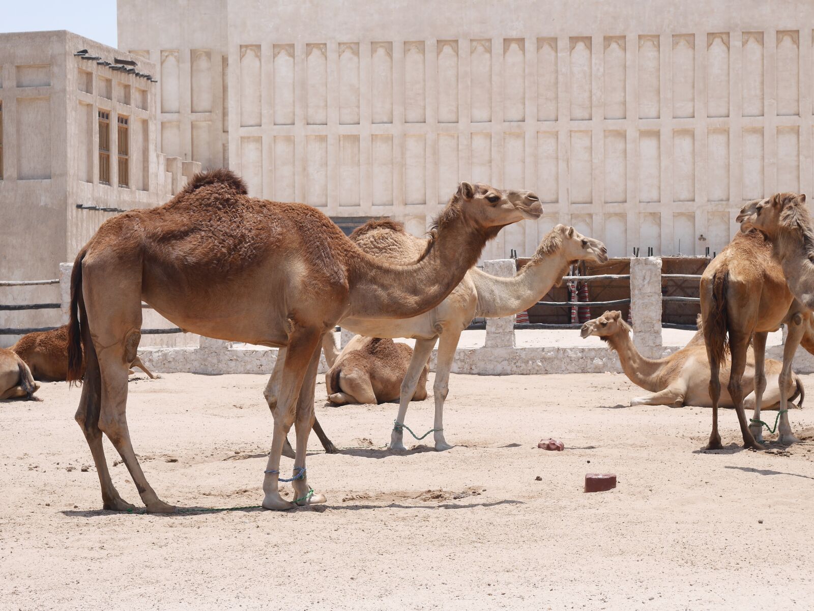 Panasonic Lumix DMC-GX7 sample photo. Camel, doha, hot photography