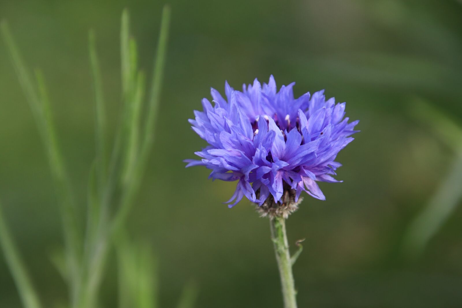 Canon EOS 800D (EOS Rebel T7i / EOS Kiss X9i) sample photo. Knapweed, blue flower, plants photography