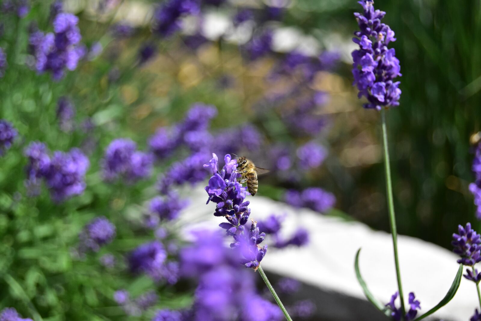 Nikon D5600 sample photo. Bee, lavender, nectar photography