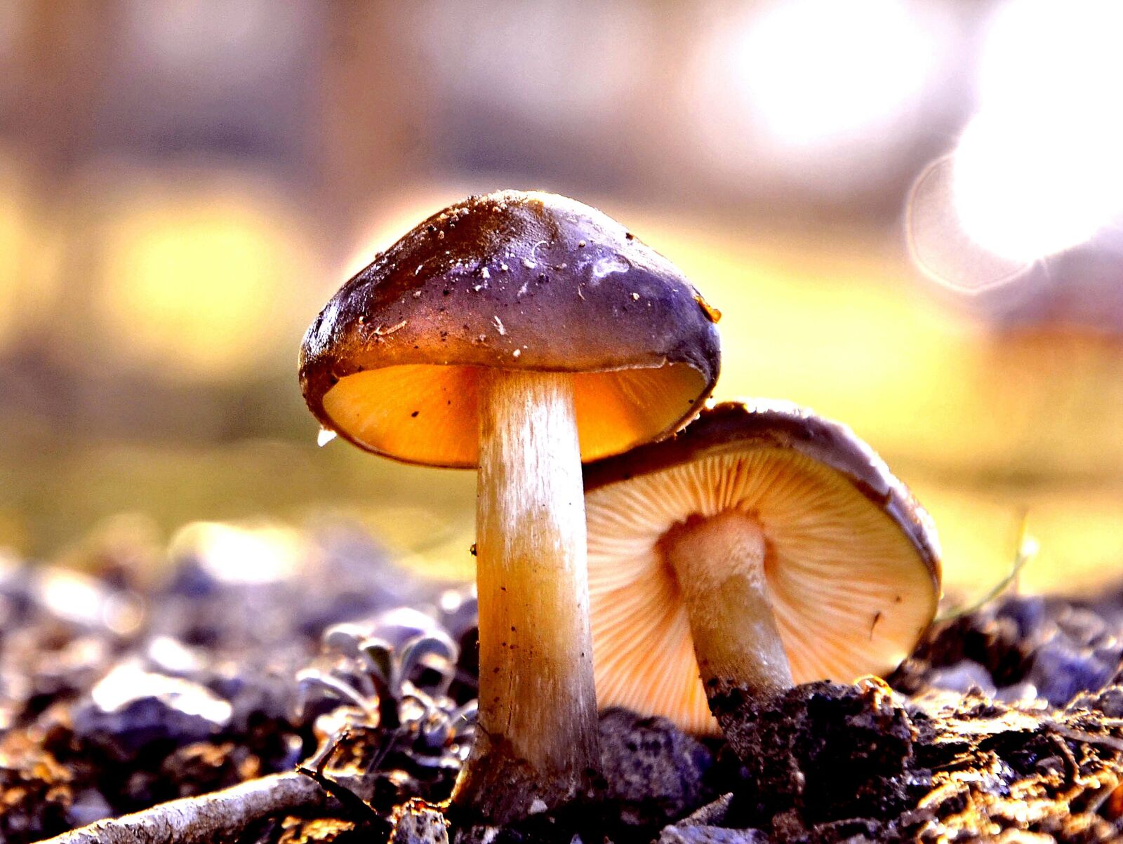 Nikon D7000 sample photo. Mushroom, light, nature photography