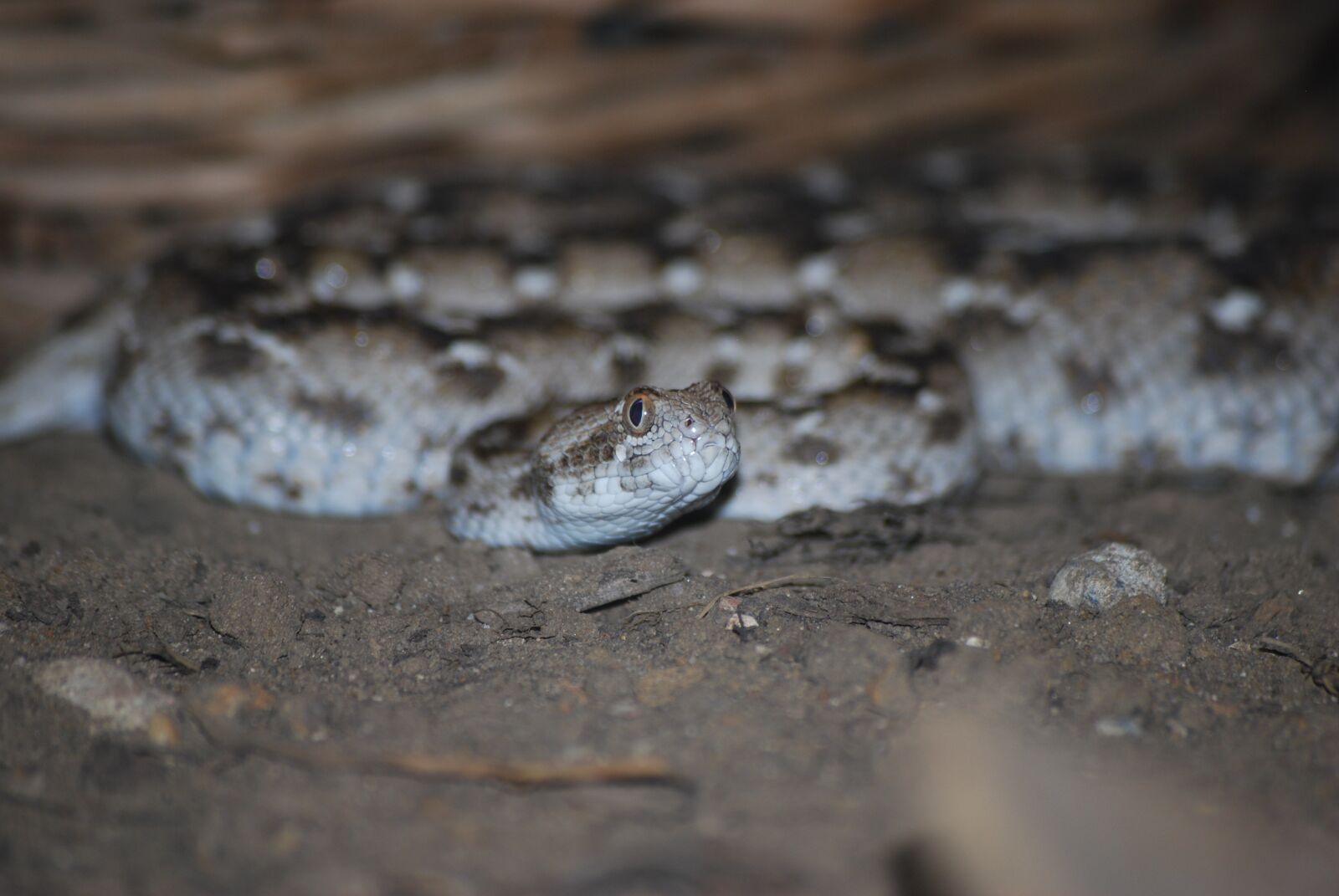 Nikon D60 sample photo. Snake, reptile, animal photography
