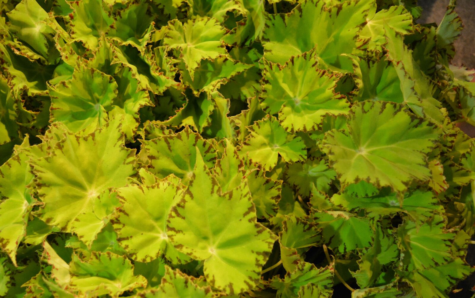 Nikon D5200 sample photo. Plant, green, garden photography