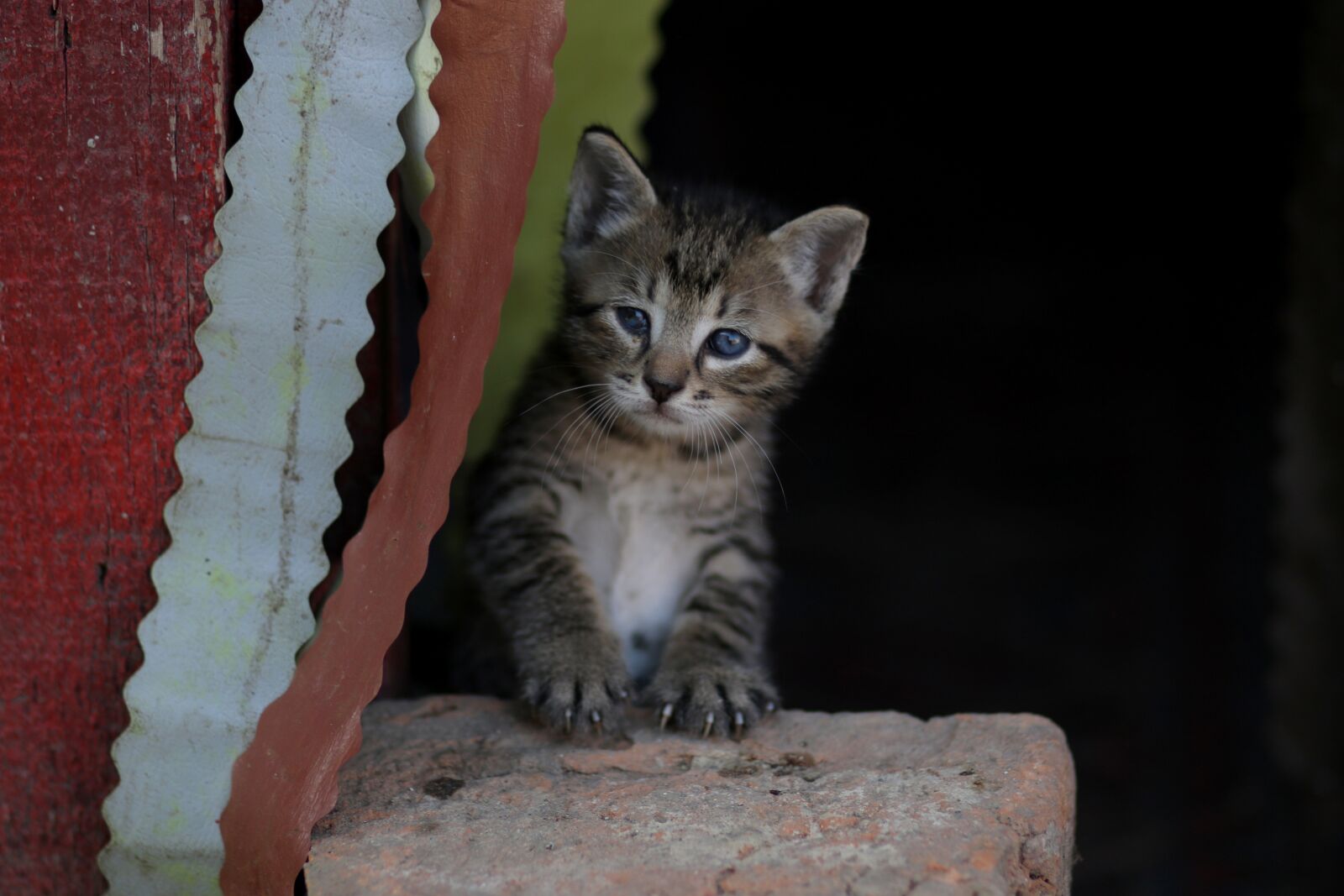 Canon EF 85mm F1.8 USM sample photo. Cat, small, playful photography