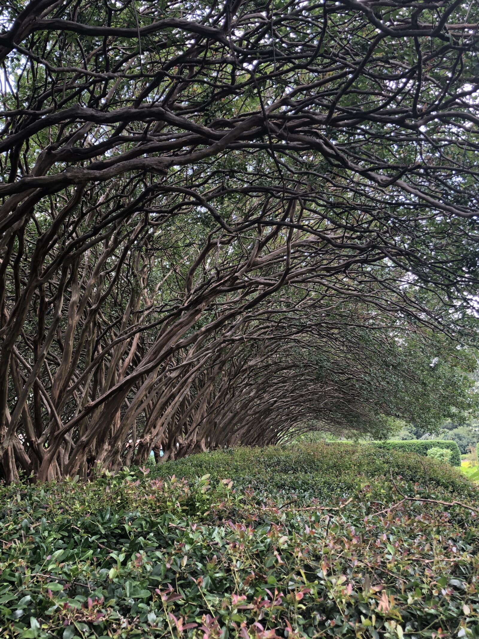 iPhone X back dual camera 4mm f/1.8 sample photo. Trees, outdoors, scenery photography