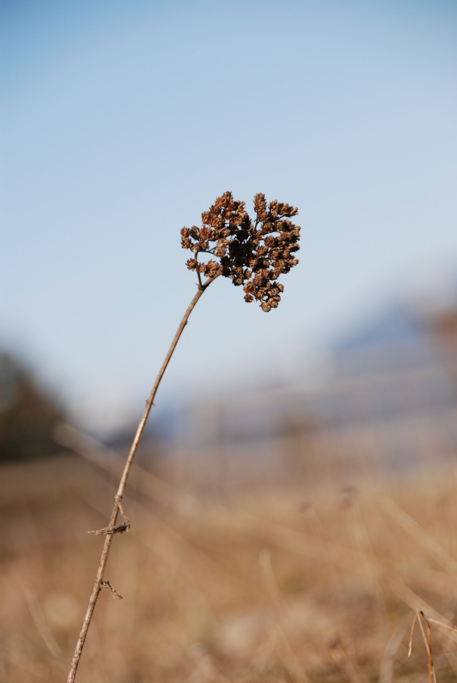 Nikon D80 sample photo. Dry, plant, seed head photography