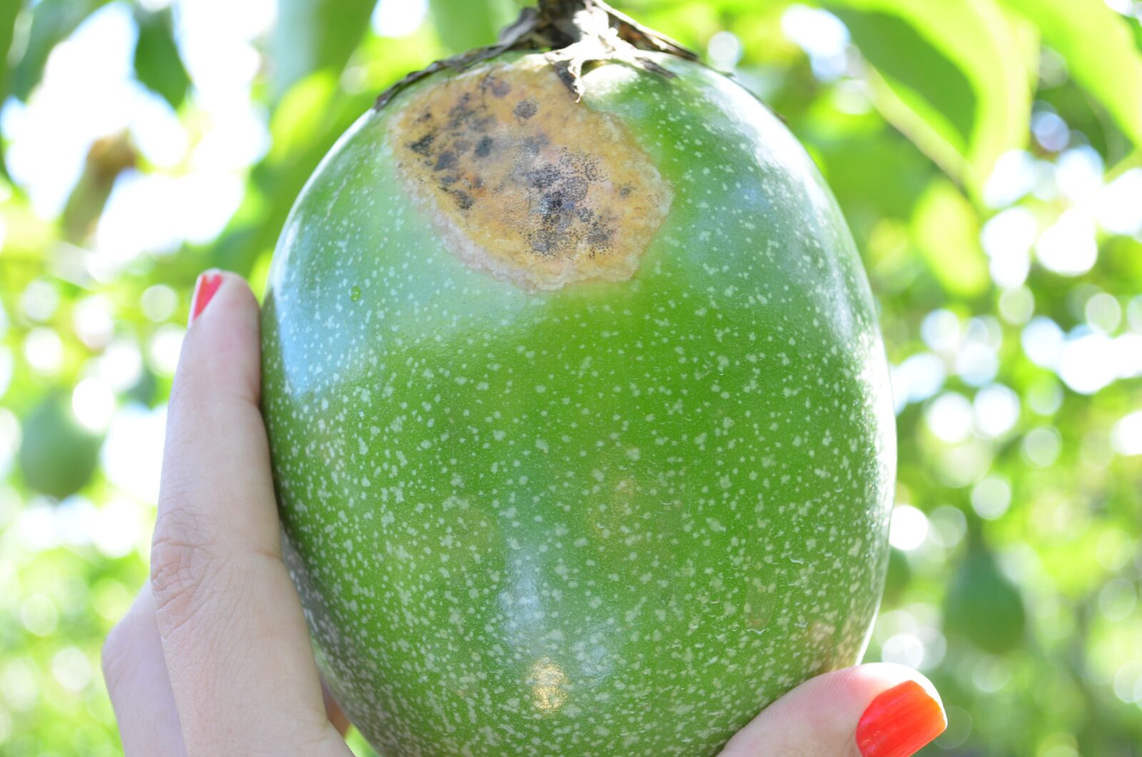 Nikon D5100 sample photo. Passion fruit, crop, fungus photography