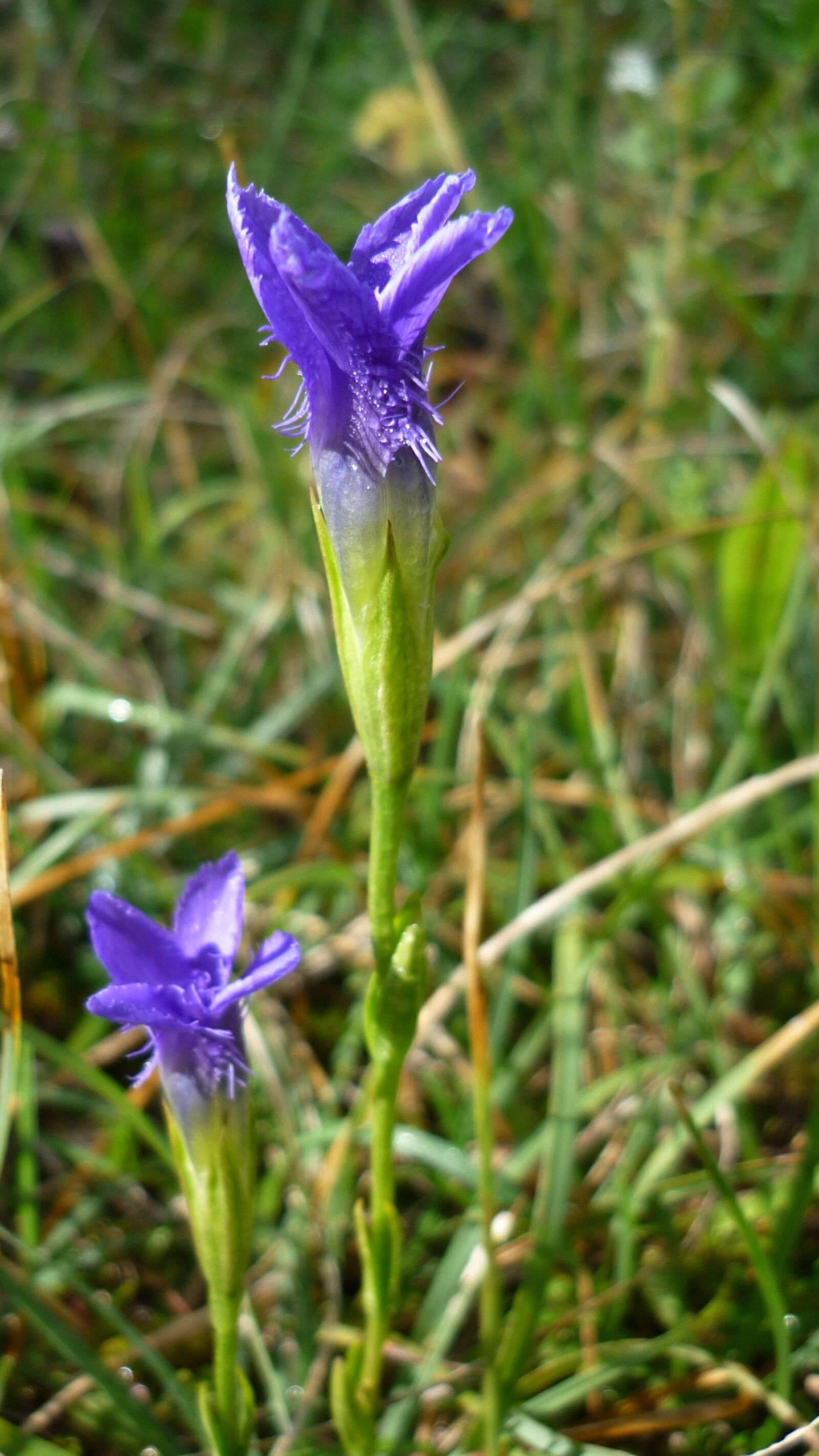 Panasonic Lumix DMC-FS6 sample photo. Fringed gentian, flower, blossom photography