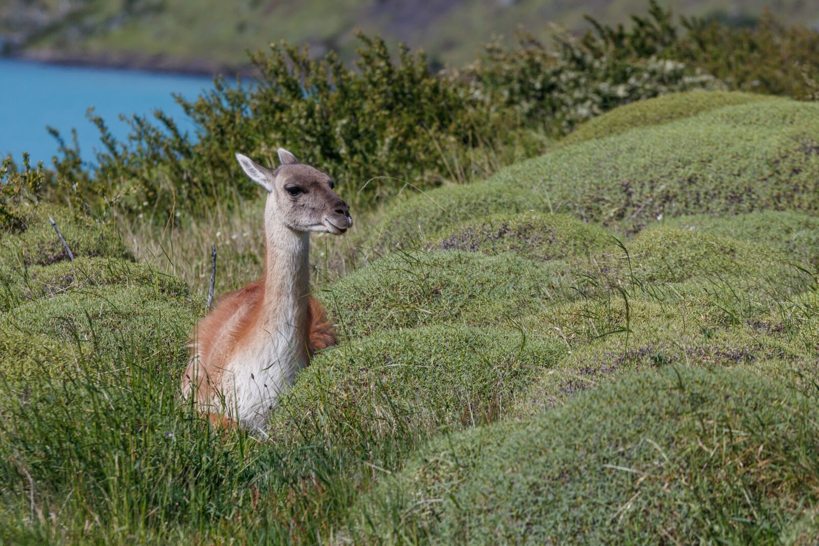 Canon EOS 80D sample photo. Paine, national park, guanaco photography