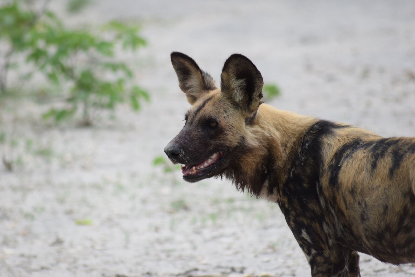 Nikon D5300 sample photo. Wild dog, african wild photography