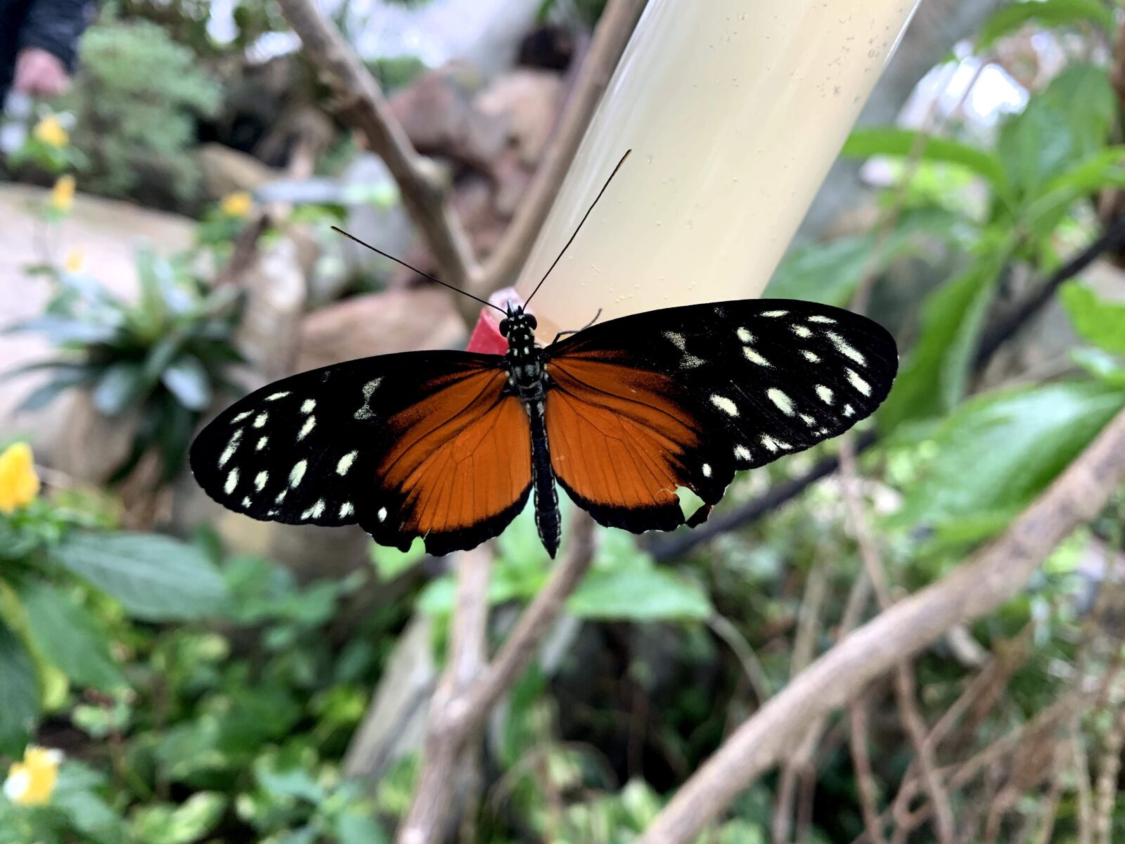 Apple iPhone XS sample photo. Butterfly, insect, nature photography