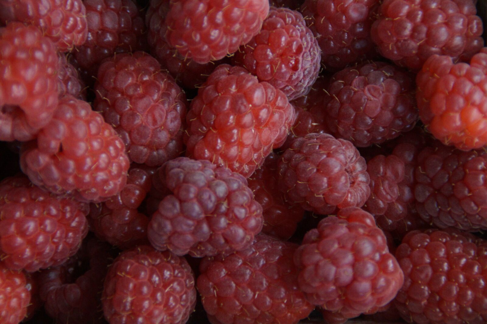 Sony SLT-A58 sample photo. Berries, raspberries, red photography