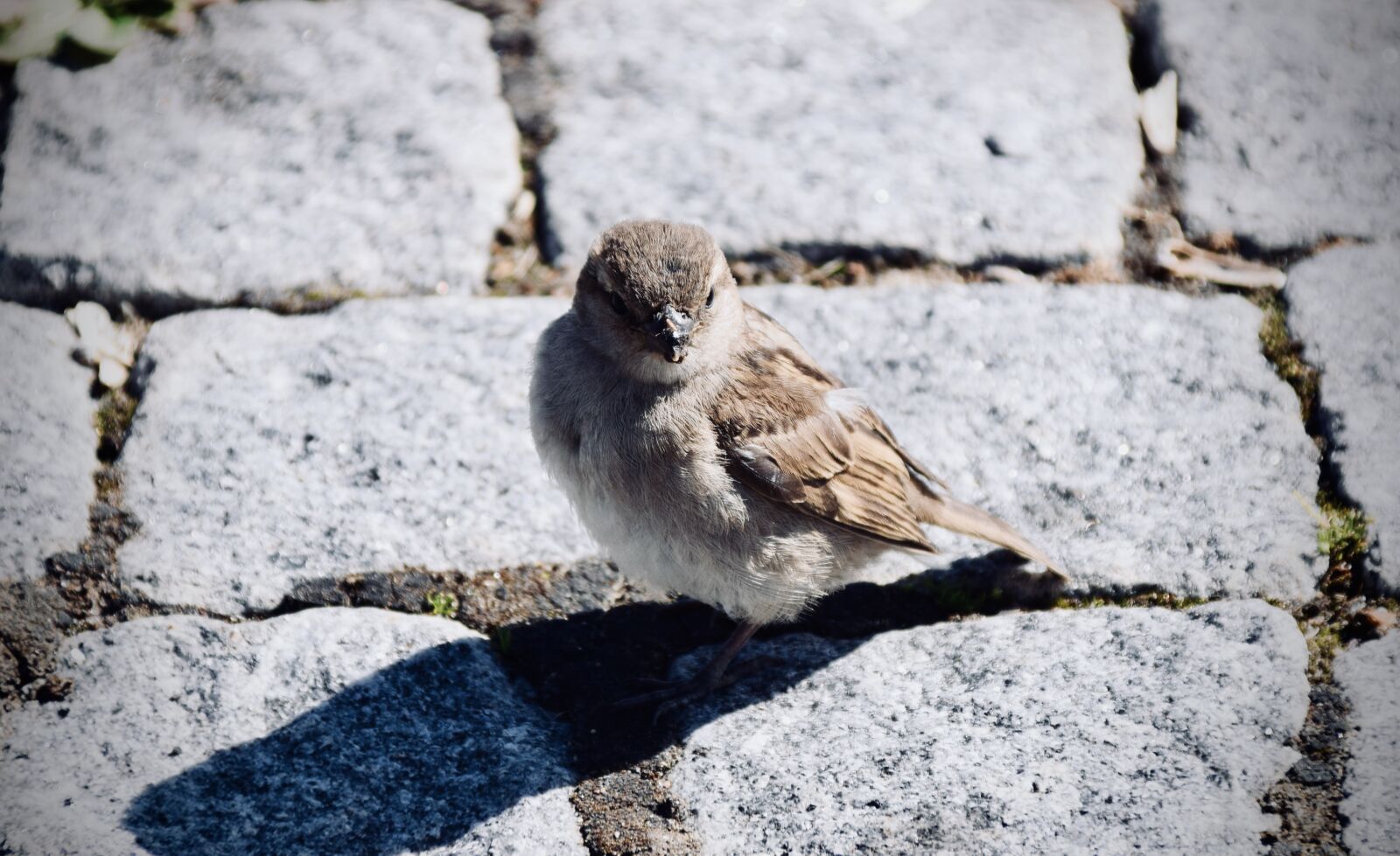 Nikon D5300 sample photo. Sparrow, bird, close up photography