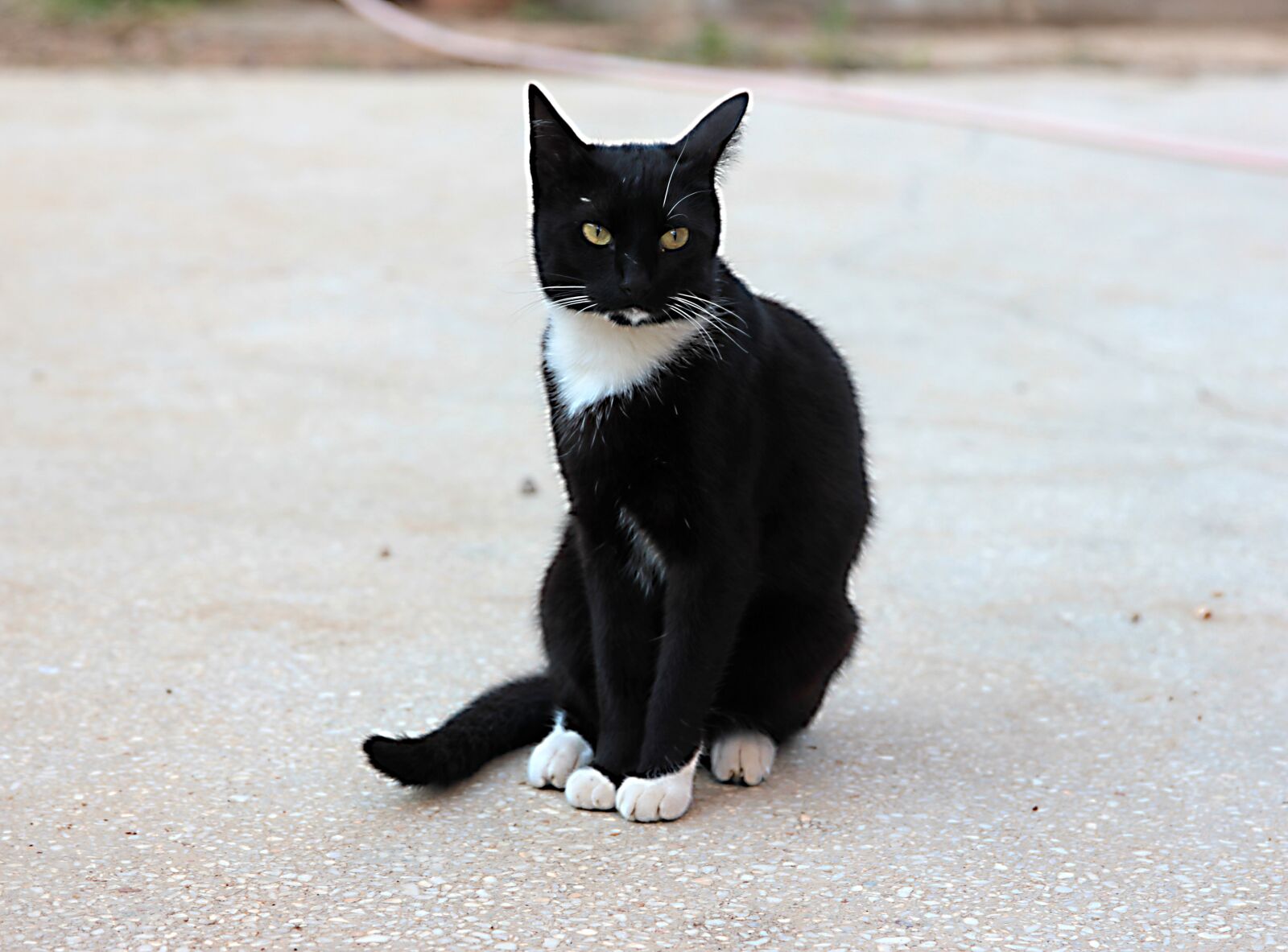 Canon EOS 550D (EOS Rebel T2i / EOS Kiss X4) sample photo. Cat, kitty, my dear photography