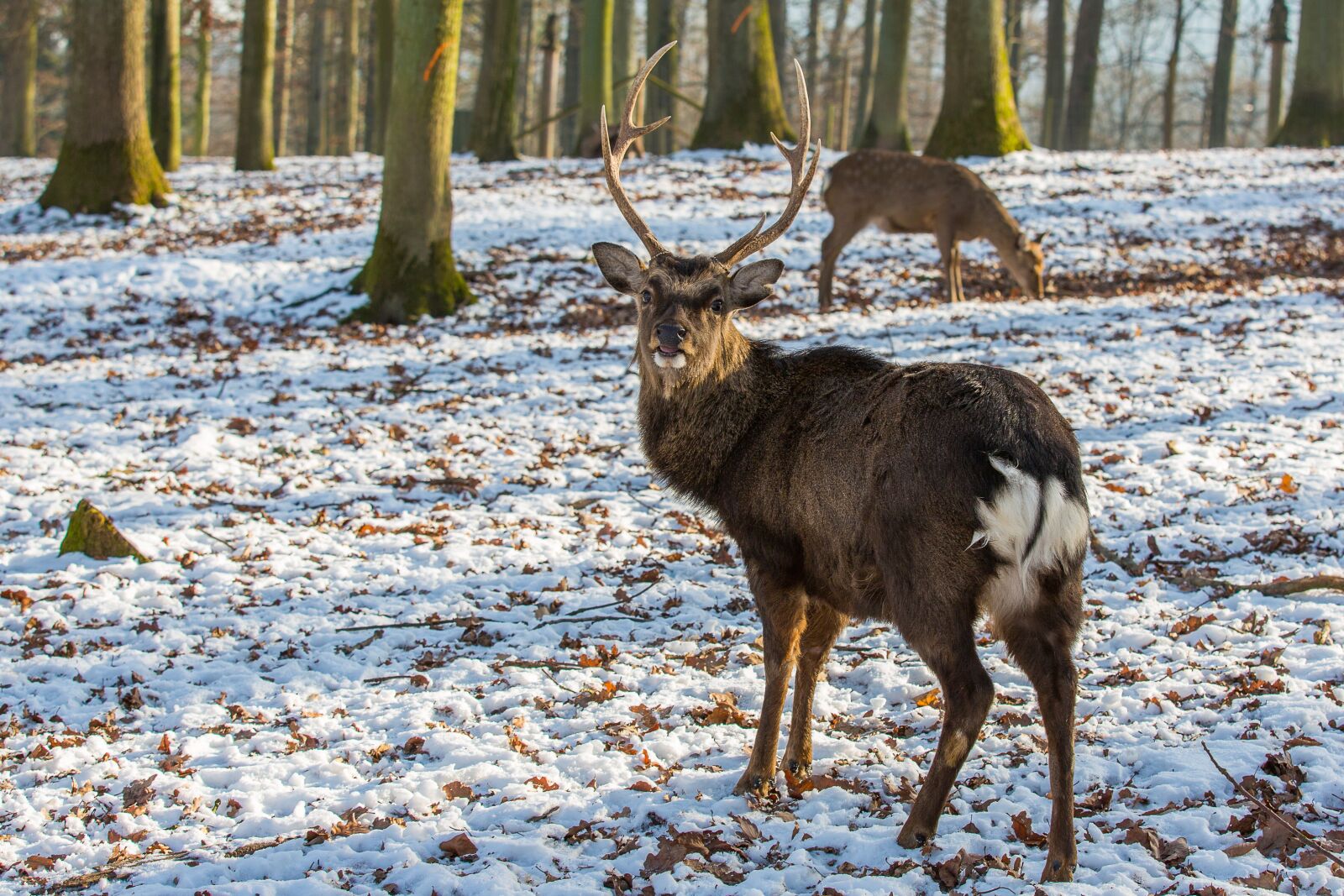 Canon EOS 5D Mark III sample photo. Red deer, hirsch, antler photography