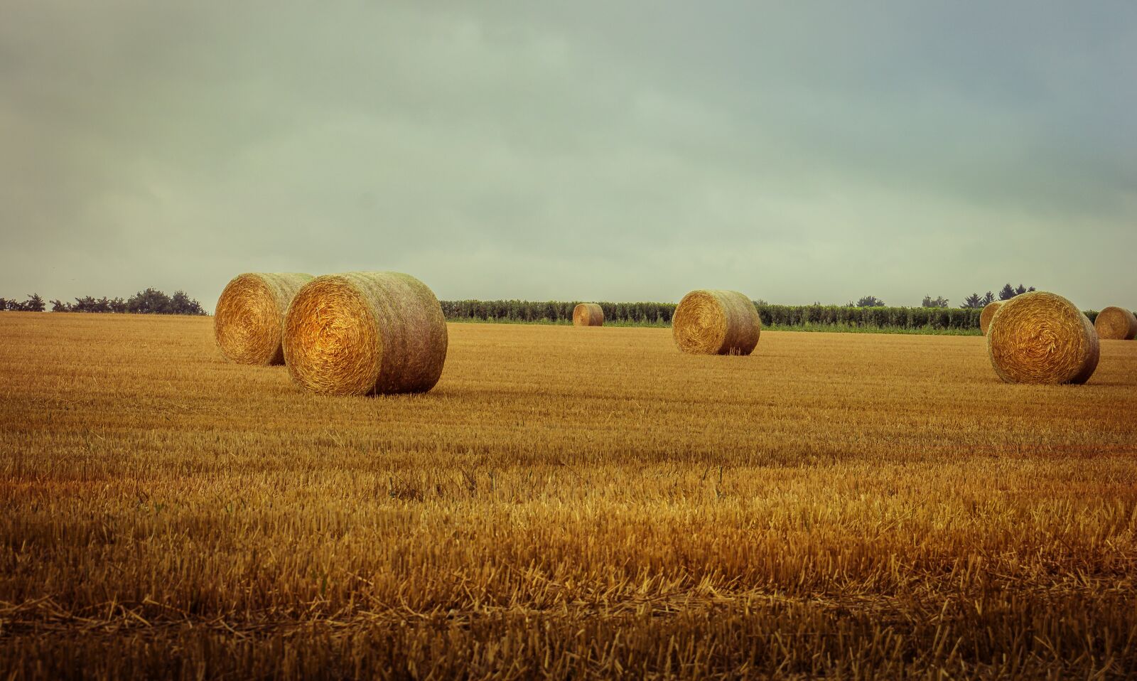 Sony DT 18-135mm F3.5-5.6 SAM sample photo. Cornfield, vintage, summer photography