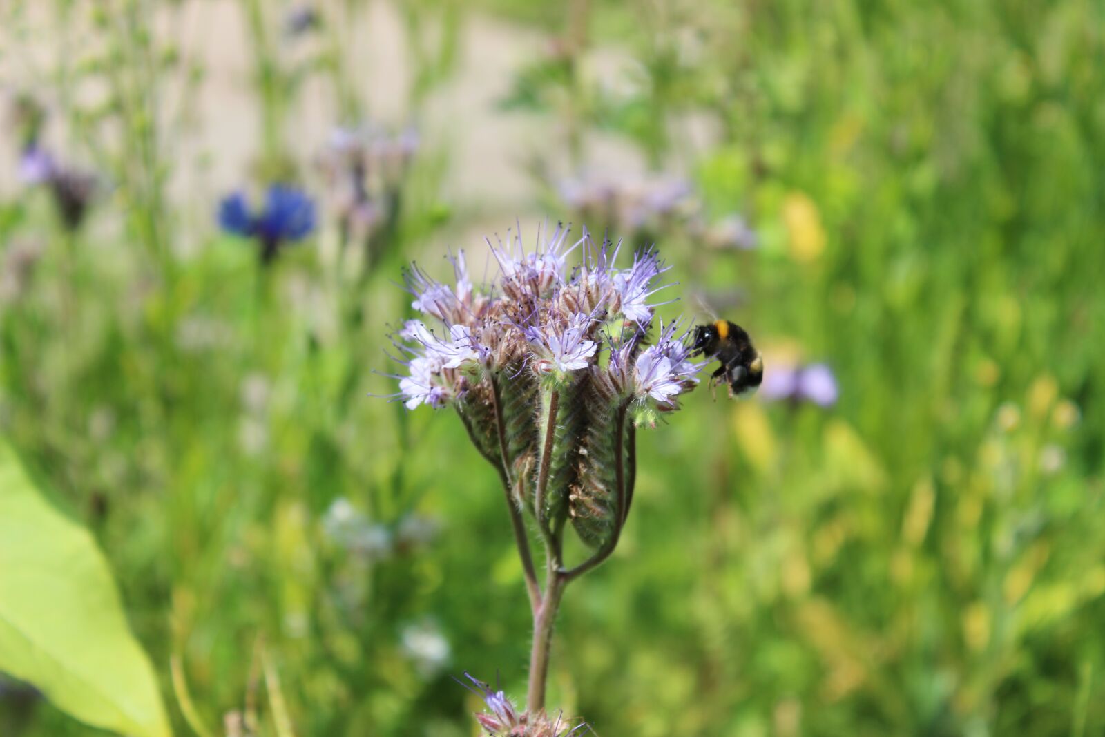 Canon EOS 600D (Rebel EOS T3i / EOS Kiss X5) sample photo. Plant, garden, hummel photography