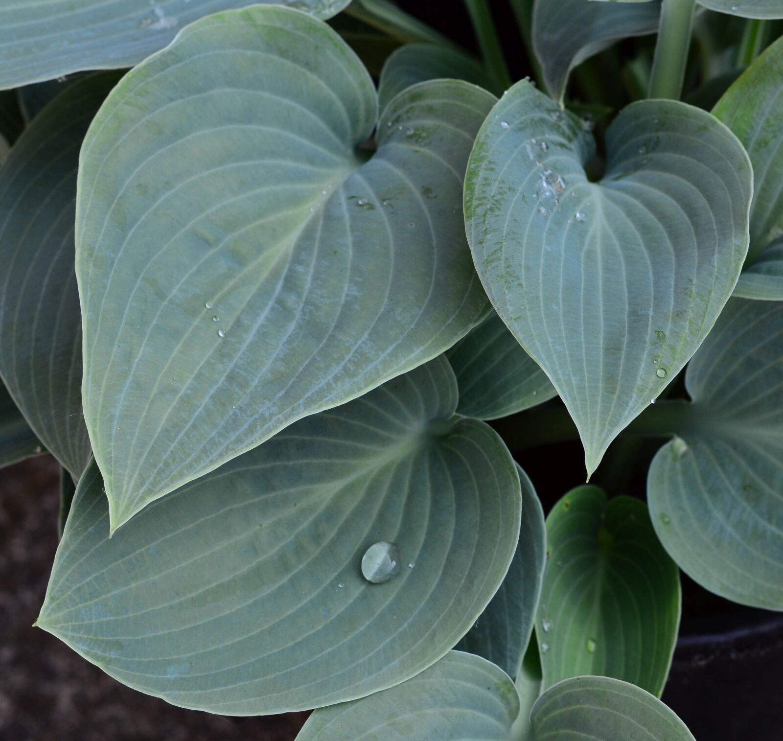 Nikon D3200 sample photo. Plantain lily, hosta, big photography