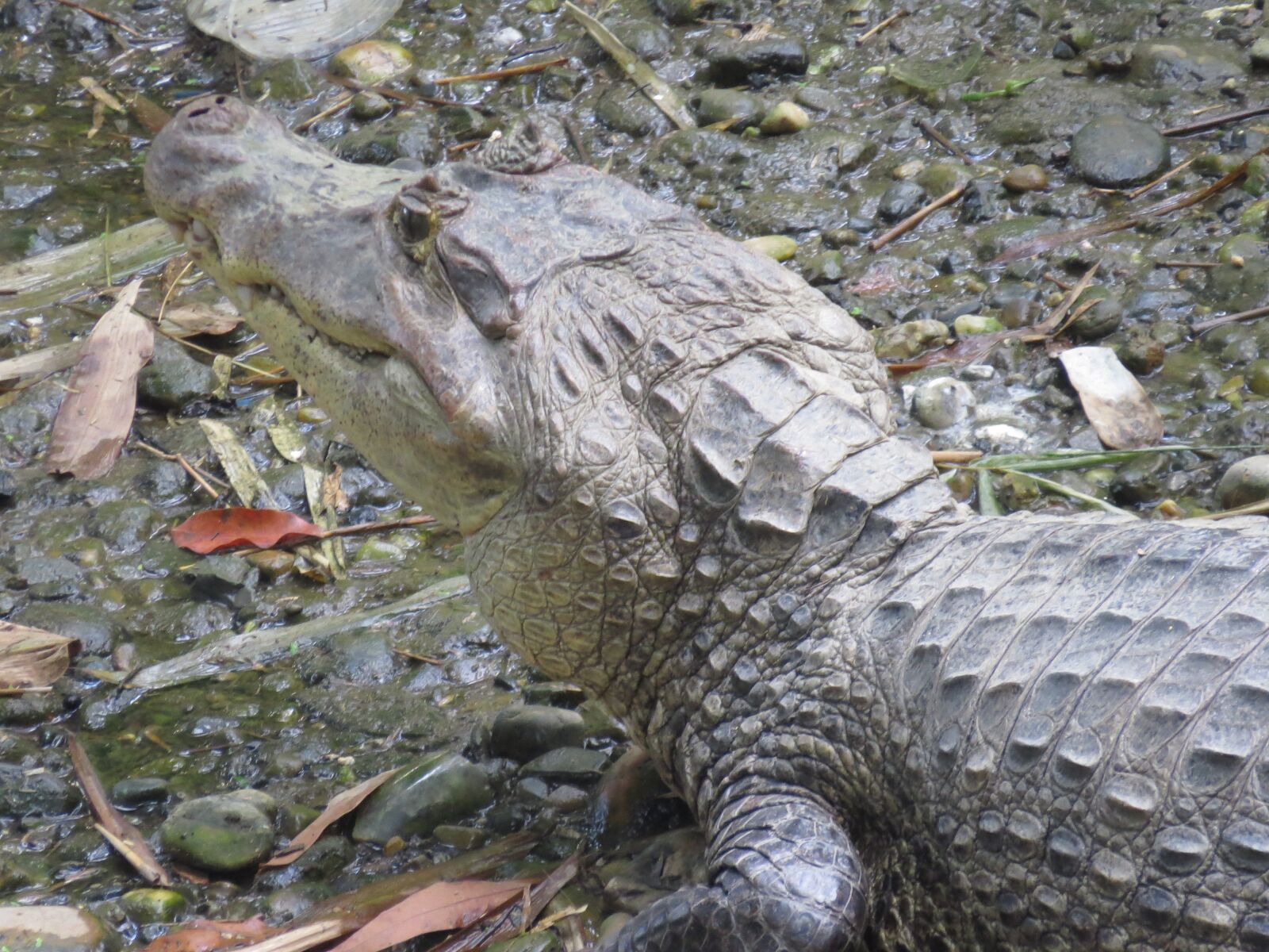 Canon PowerShot SX50 HS sample photo. Yacaré, cayman, alligator photography