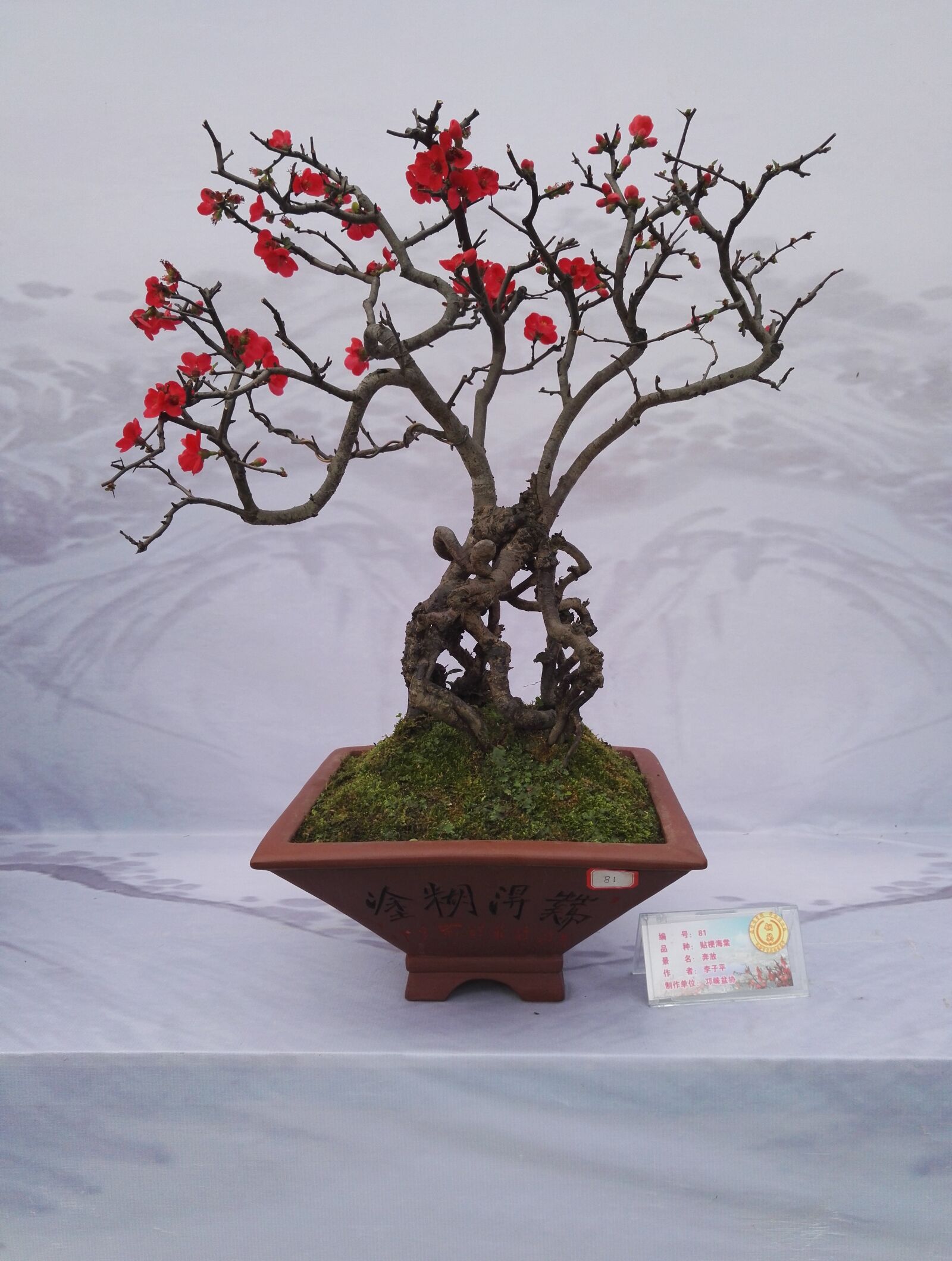 HUAWEI Honor 7 sample photo. Bonsai exhibition, flower, kumquat photography