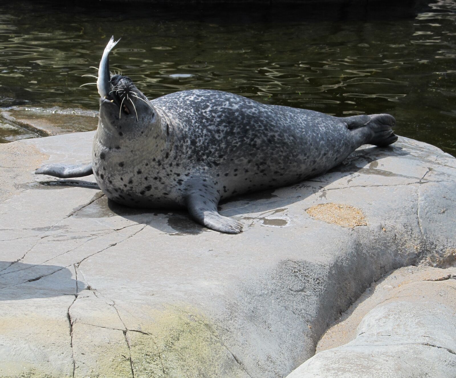 Canon PowerShot SX130 IS sample photo. Seal, eating, fish photography