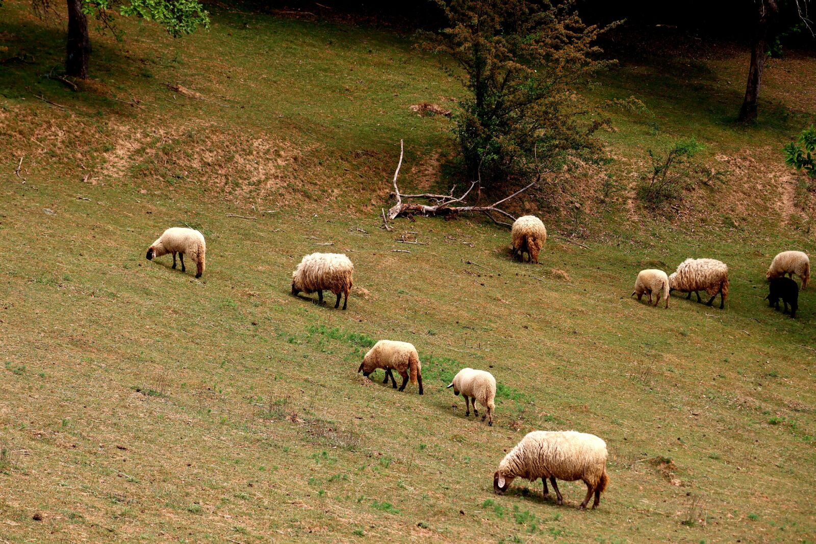 Canon EOS M50 (EOS Kiss M) sample photo. Sheep, flock of sheep photography