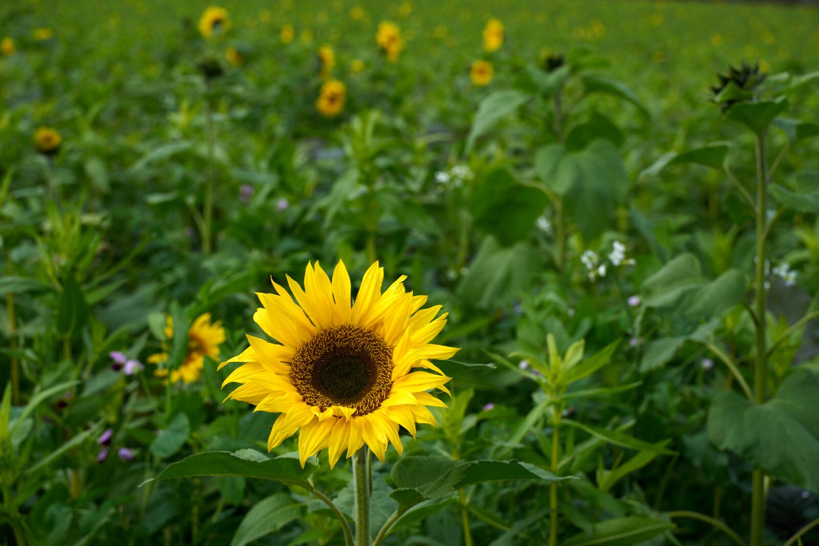 Tamron 28-75mm F2.8 Di III RXD sample photo. Sunflower, flower, field photography