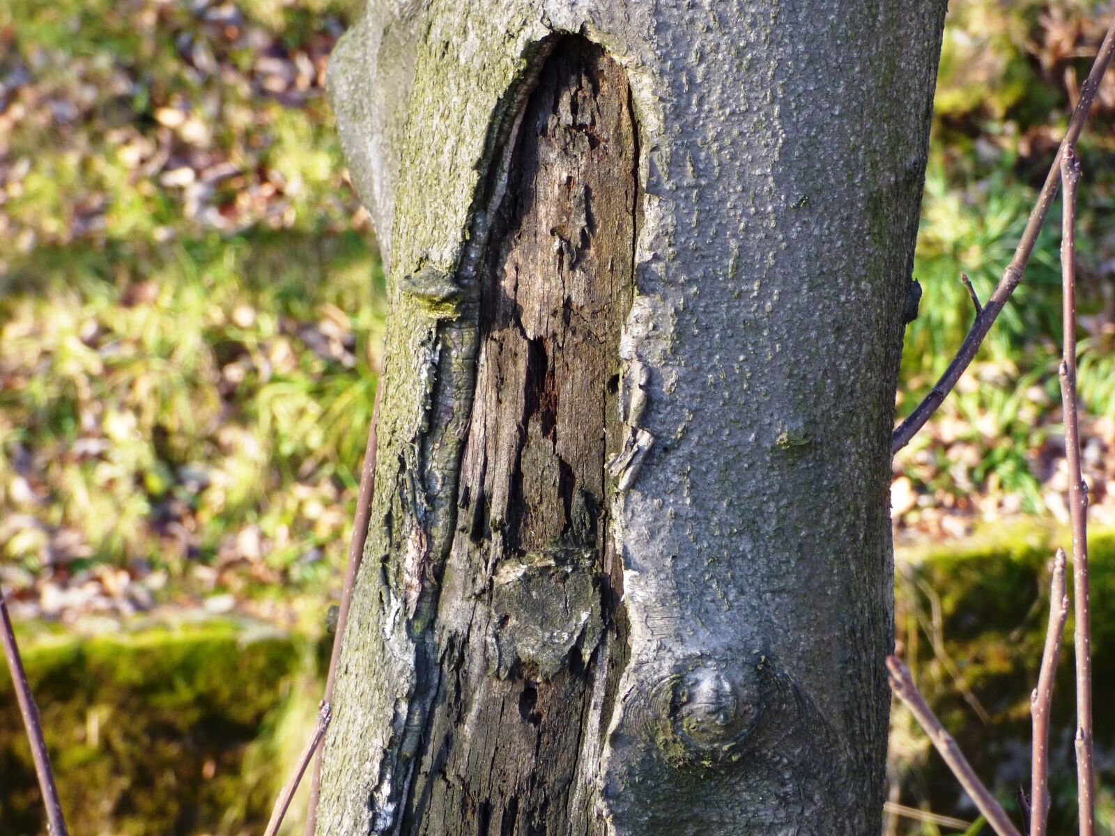 Panasonic DMC-FZ72 sample photo. Tree, konar, trunk photography