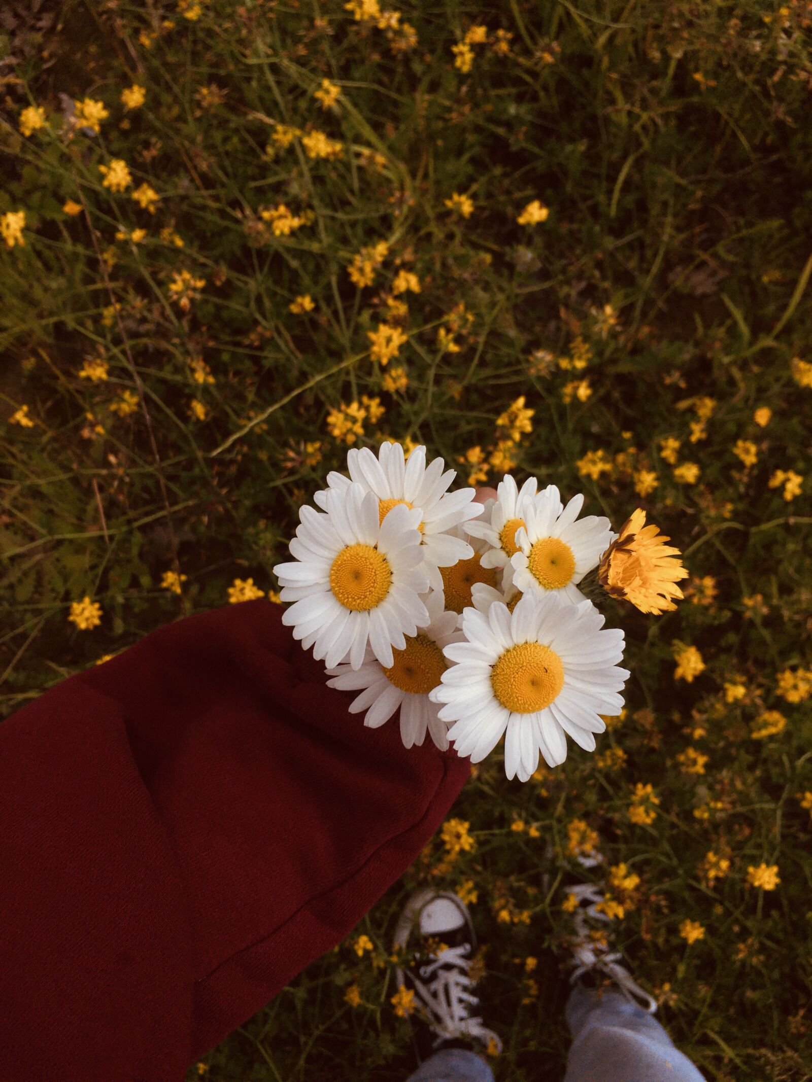 Apple iPhone SE (1st generation) sample photo. Daisies, converse, aesthetic photography