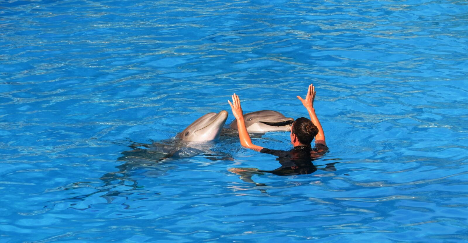 Canon PowerShot SX50 HS sample photo. Dolphins, parrot, park photography