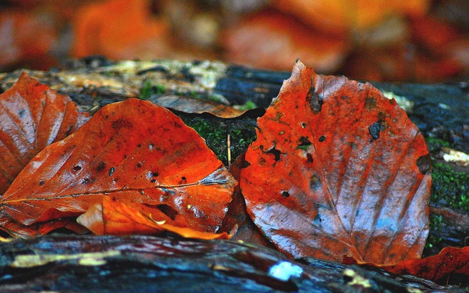 Nikon D3000 sample photo. Beech, leaves, autumn photography