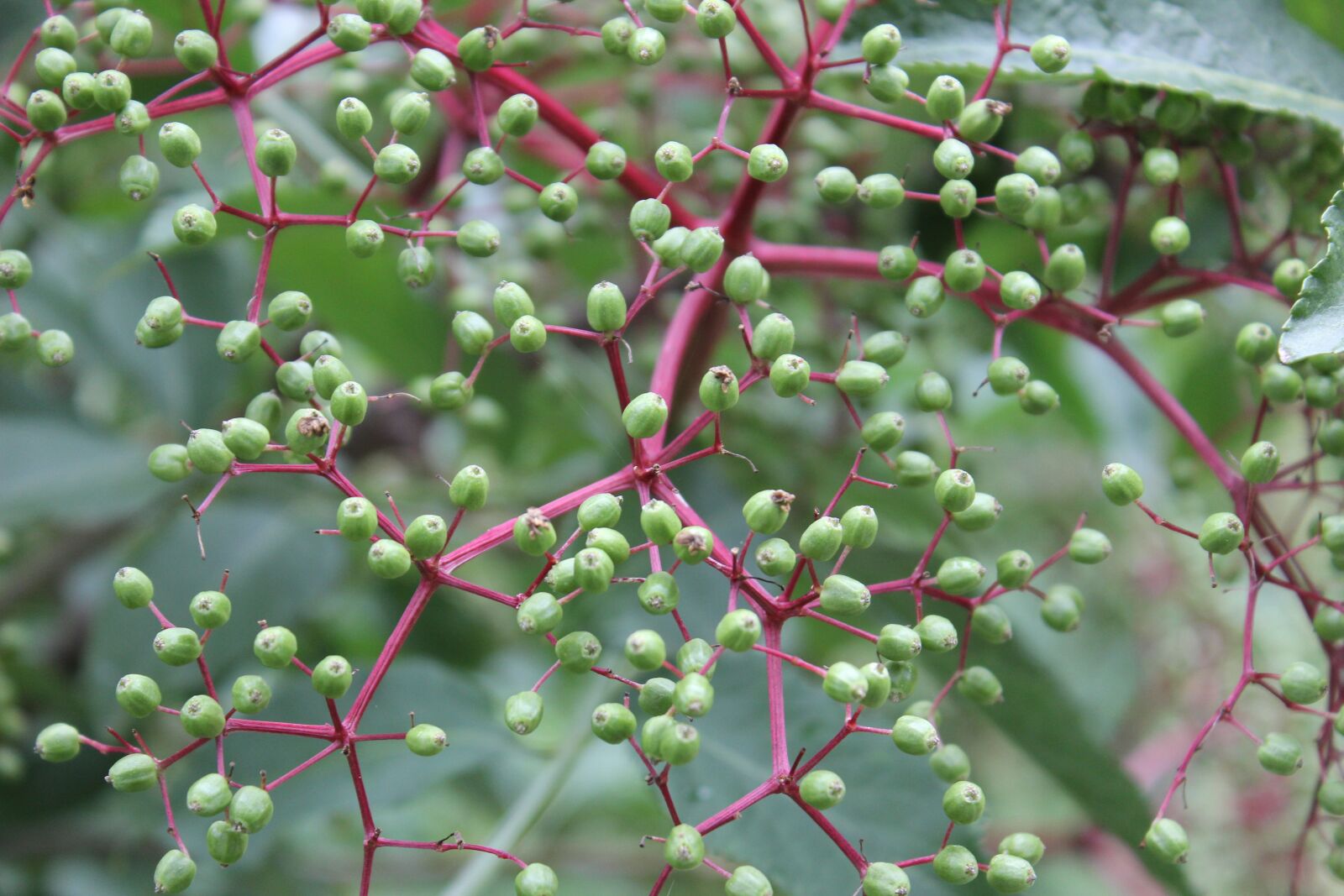 Canon EOS 600D (Rebel EOS T3i / EOS Kiss X5) sample photo. Elder, nature, green photography