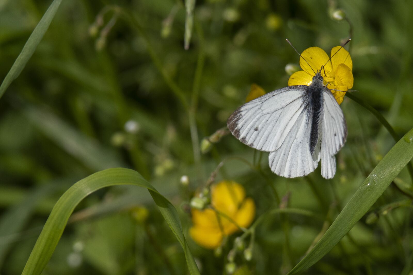 Nikon D500 sample photo. Butterfly, flower, nature photography