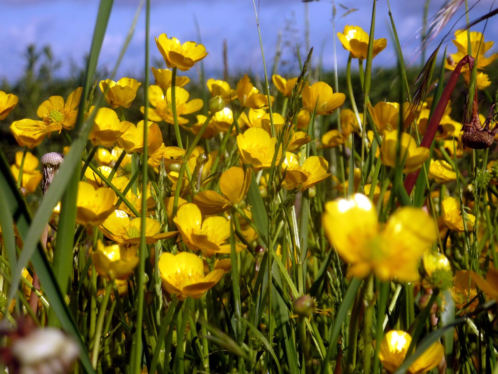 Panasonic DMC-TZ7 sample photo. Flower, spring, nature photography