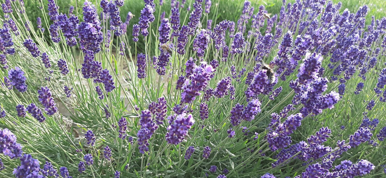 Samsung Galaxy A50 sample photo. Lavender, field, flowers photography