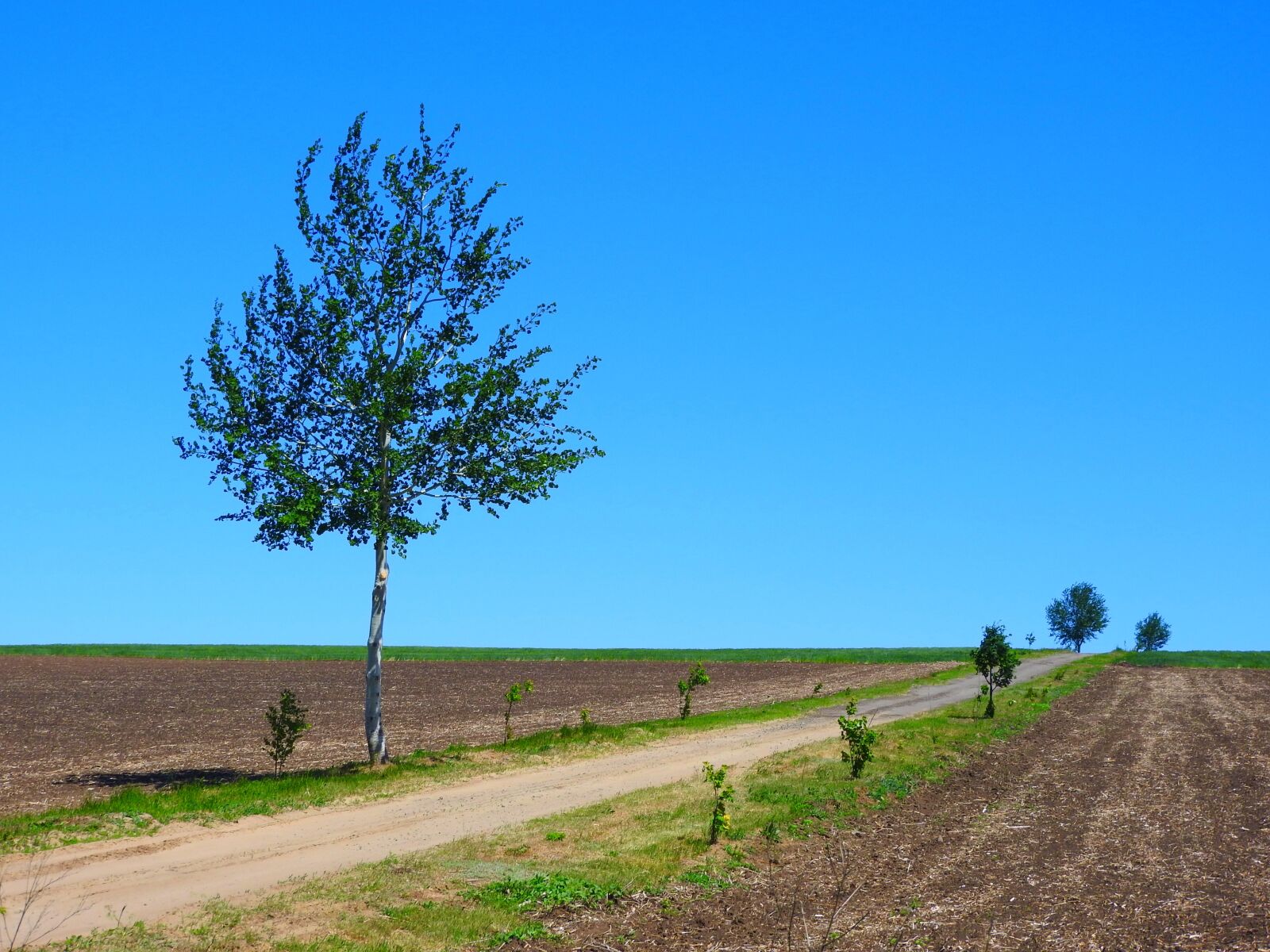 Nikon Coolpix P610 sample photo. Nature, field, horizon photography