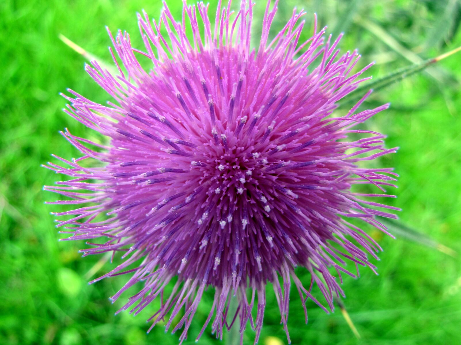Canon PowerShot SX10 IS sample photo. Nature, plant, flower photography