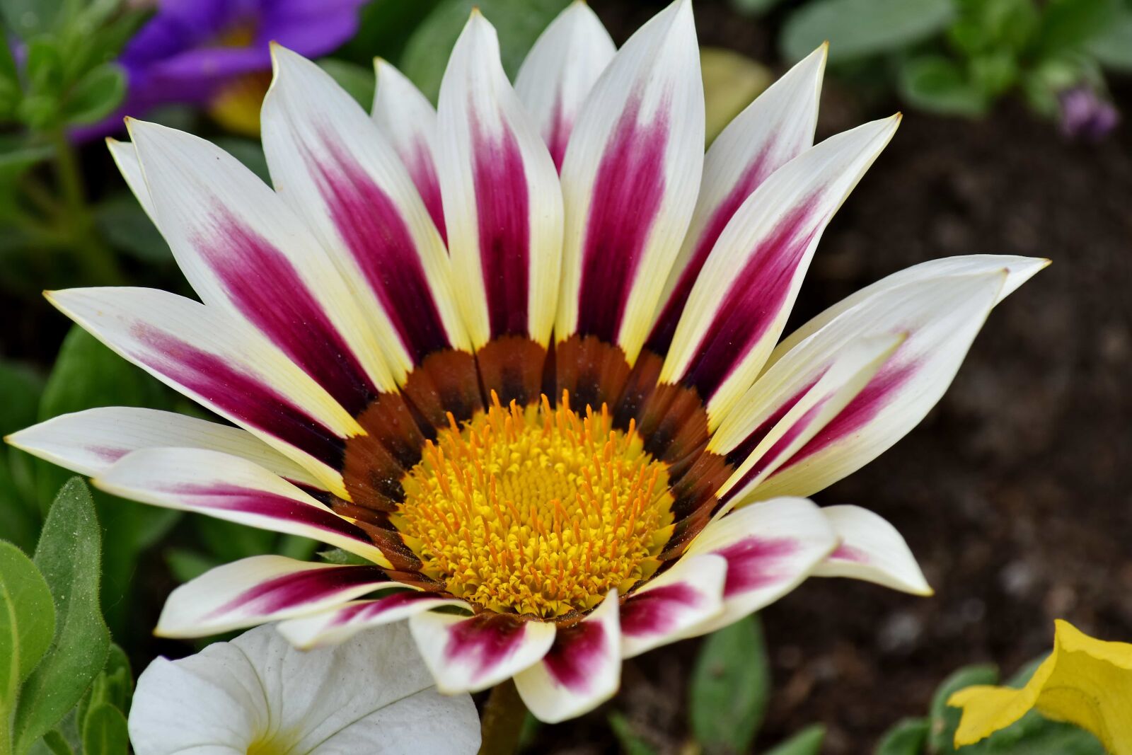Nikon D5500 sample photo. Close-up, flower garden, horticulture photography