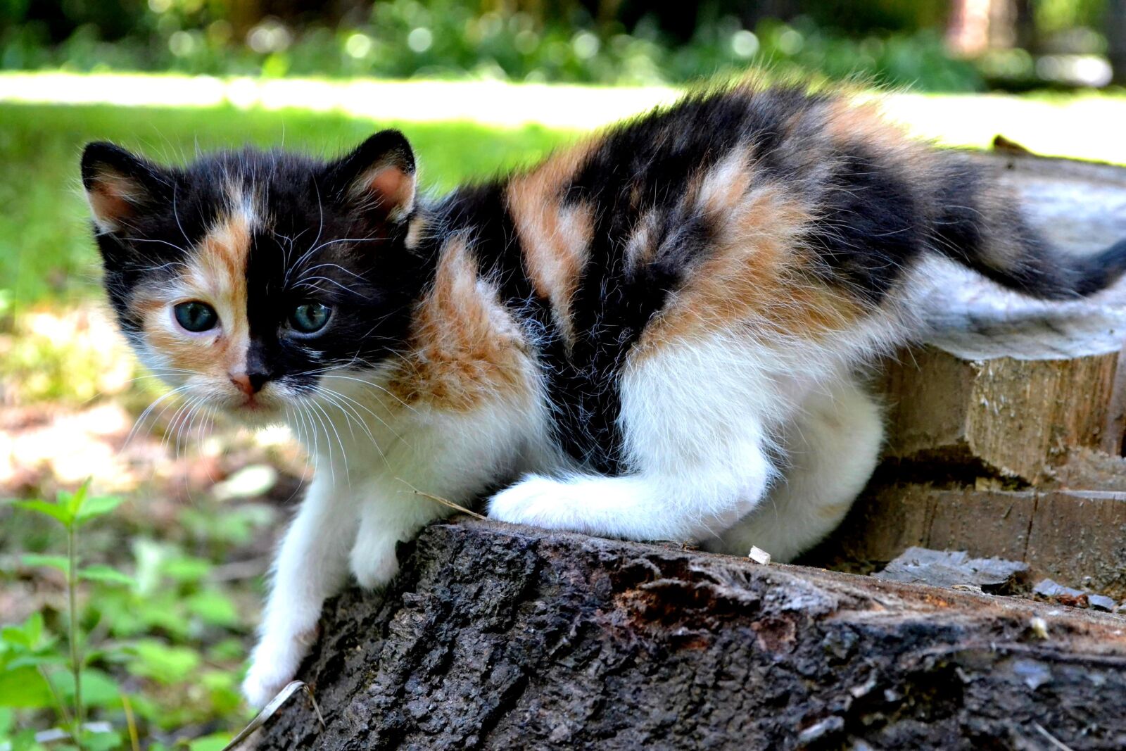 Nikon D3100 sample photo. Cat, kitten, pet photography