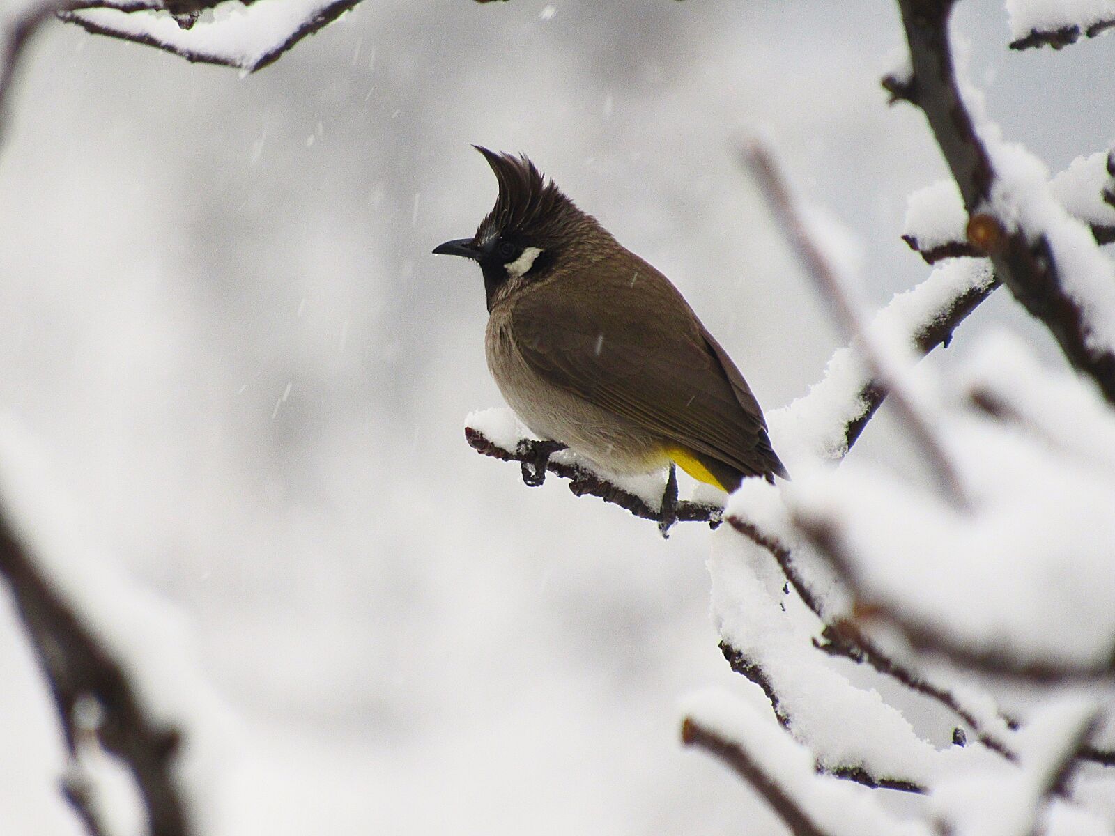 Canon PowerShot SX520 HS sample photo. Wildlife, nature, bird photography